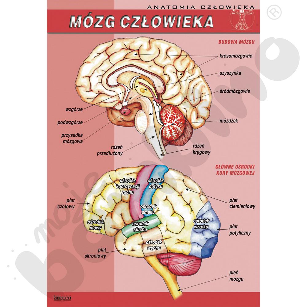 Plansza dydaktyczna - mózg człowieka