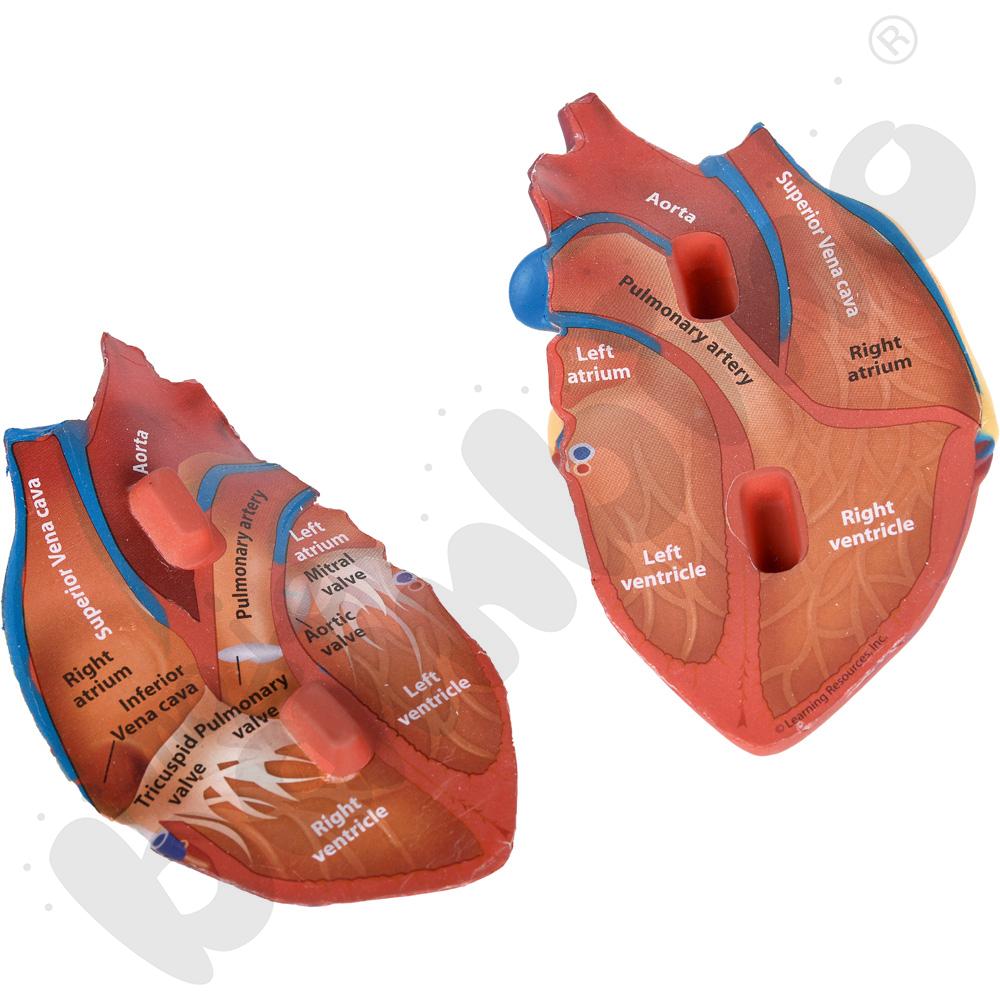 Model serca z pianki