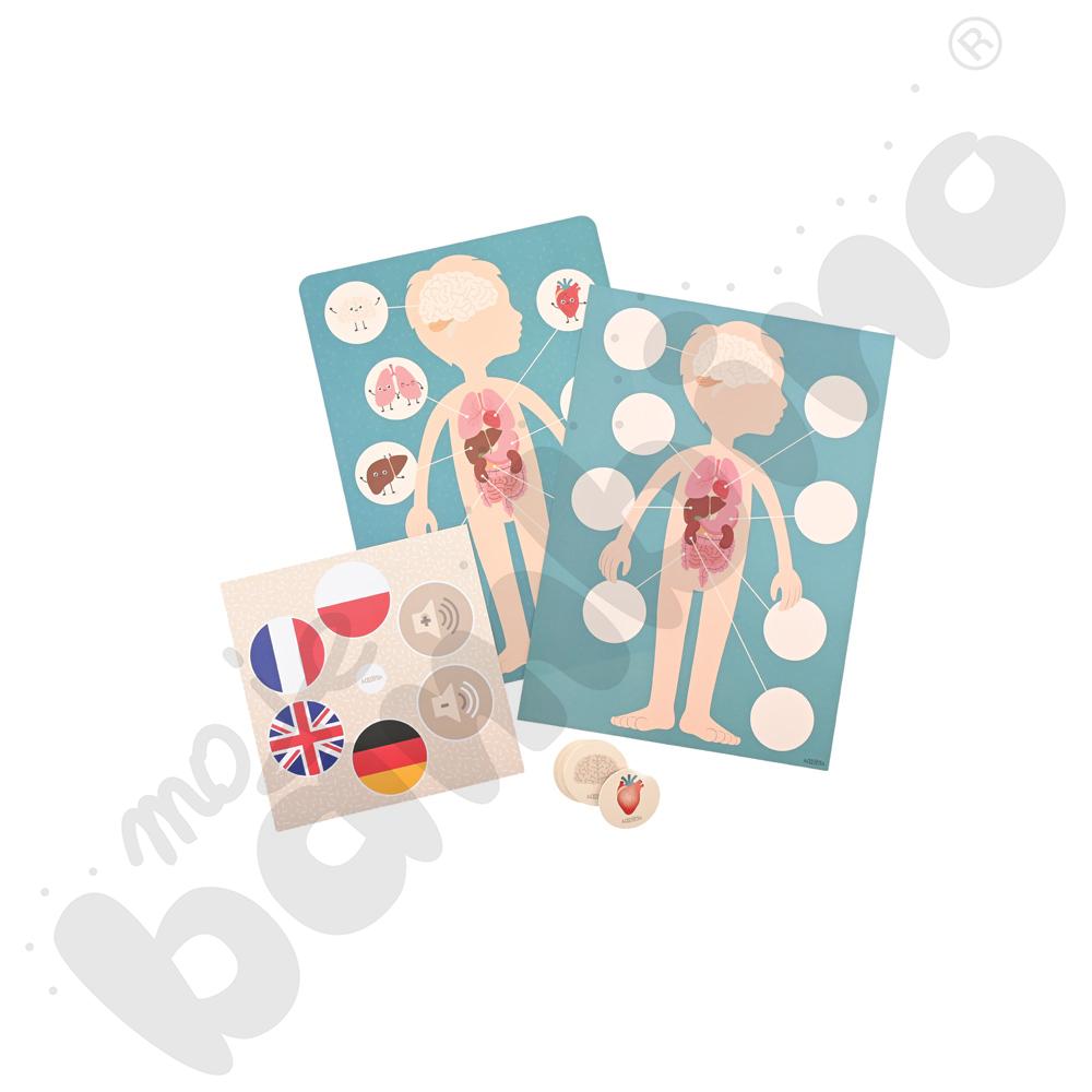 LOGI miniBot - narządy wewnętrzne człowieka