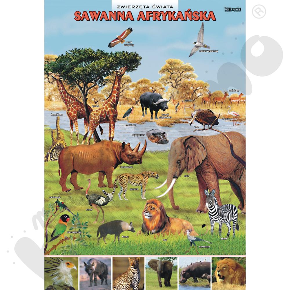 Plansza dydaktyczna - sawanna afrykańska - zwierzęta