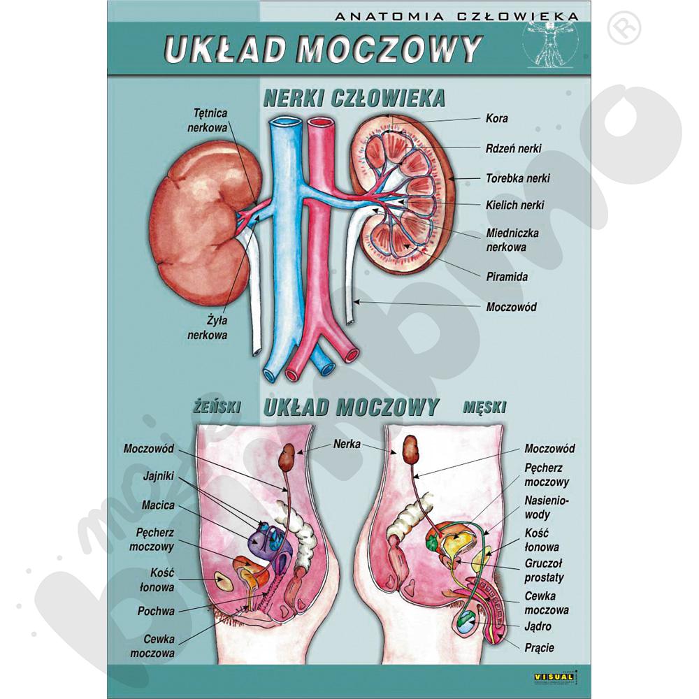 Plansza dydaktyczna - układ moczowy