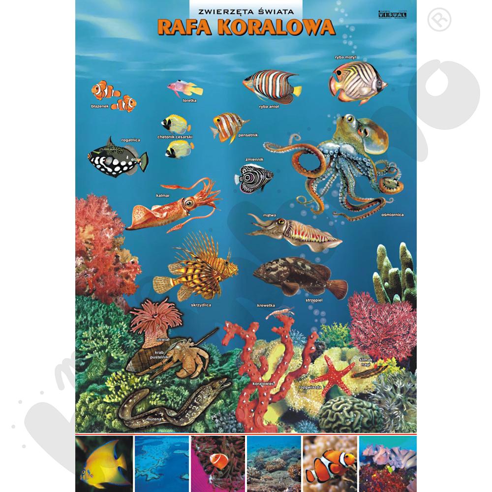 Plansza dydaktyczna - Rafa koralowa - zwierzęta