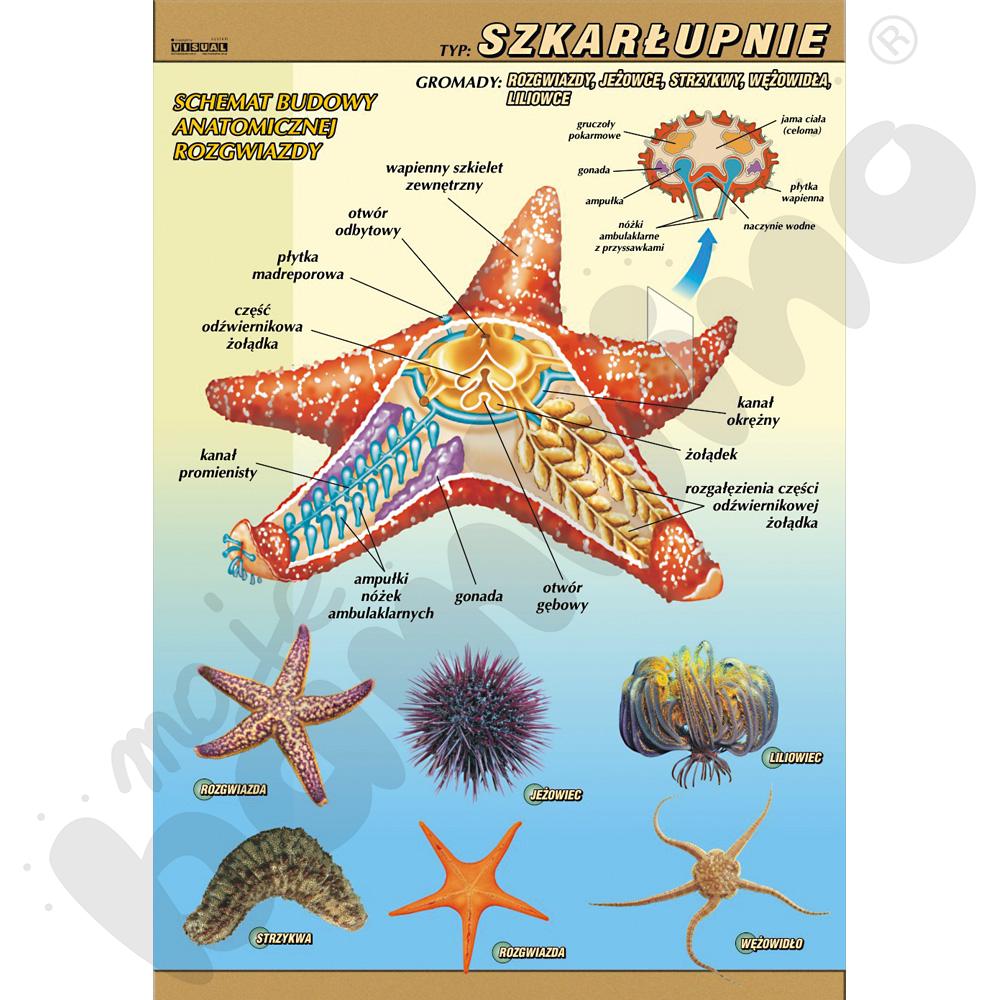 Plansza dydaktyczna - Szkarłupnie - budowa anatomiczna