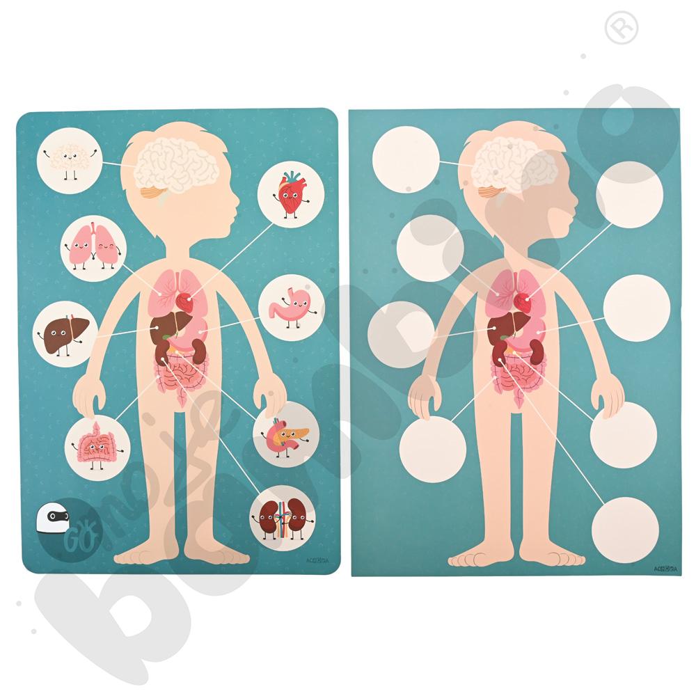 LOGI miniBot - narządy wewnętrzne człowieka