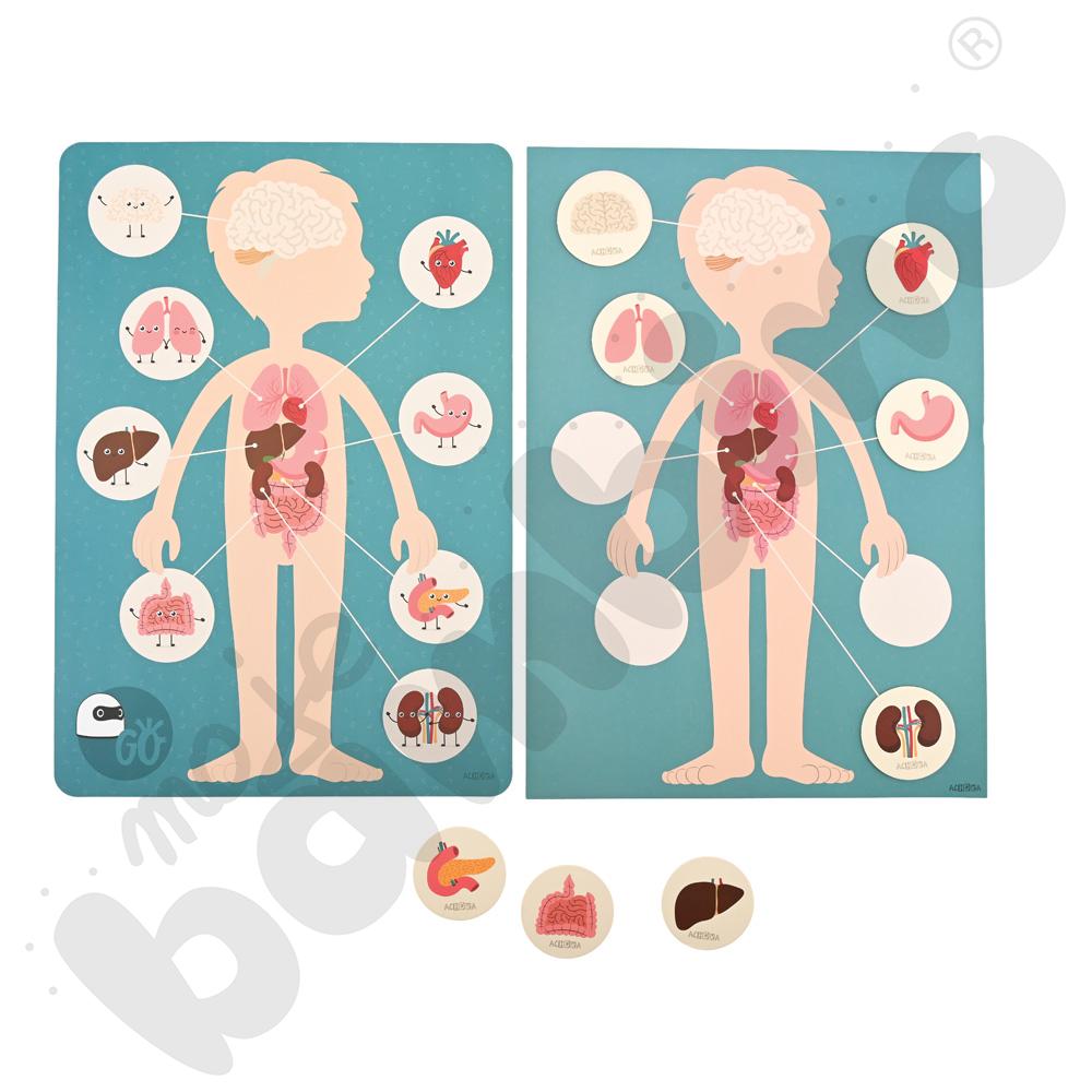 LOGI miniBot - narządy wewnętrzne człowieka