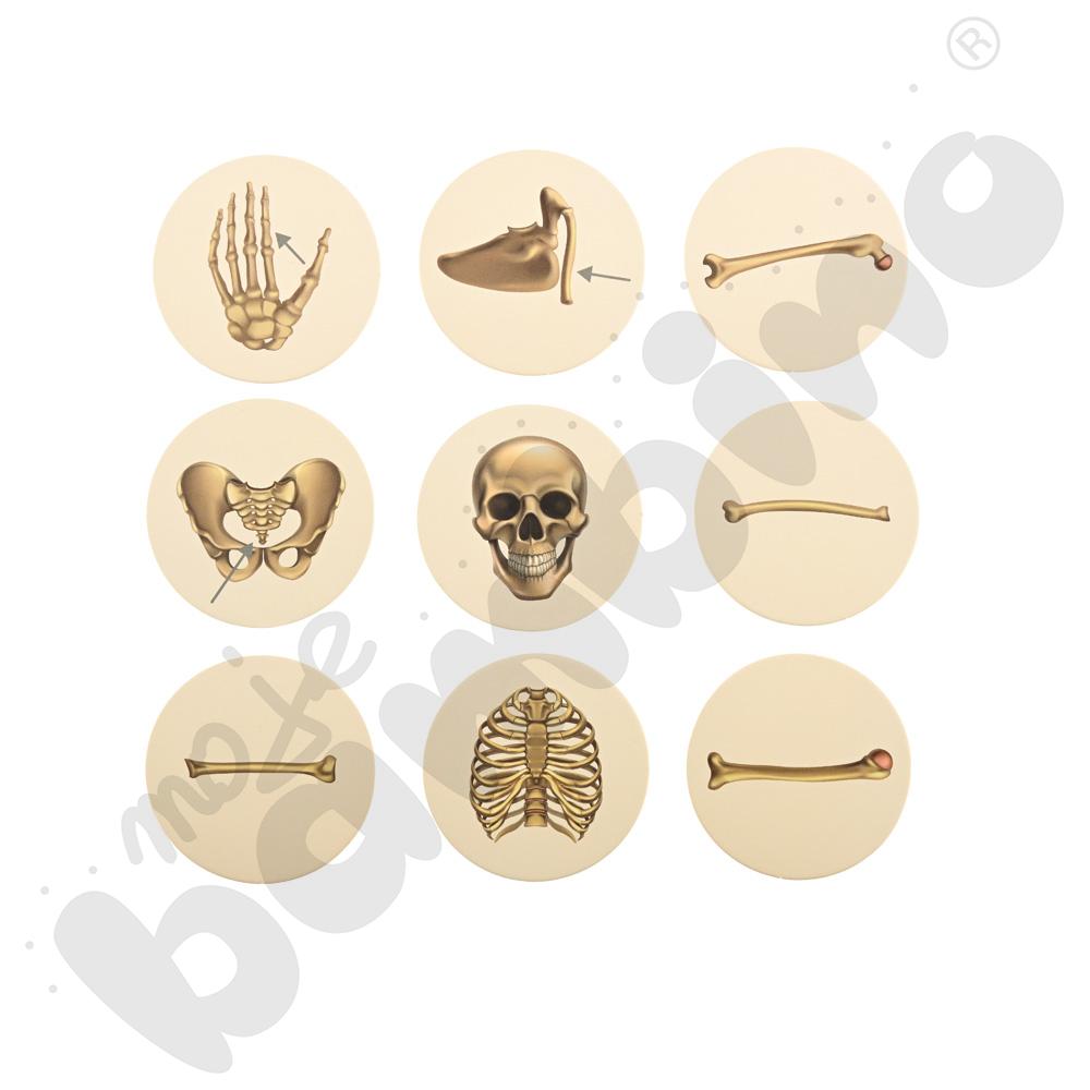 LOGI miniBot - szkielet człowieka