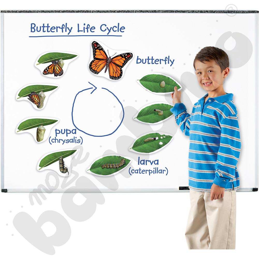 Duże magnetyczne karty - cykl życia motyla