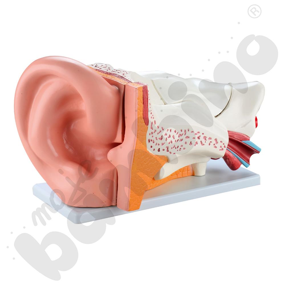 Ucho człowieka- model