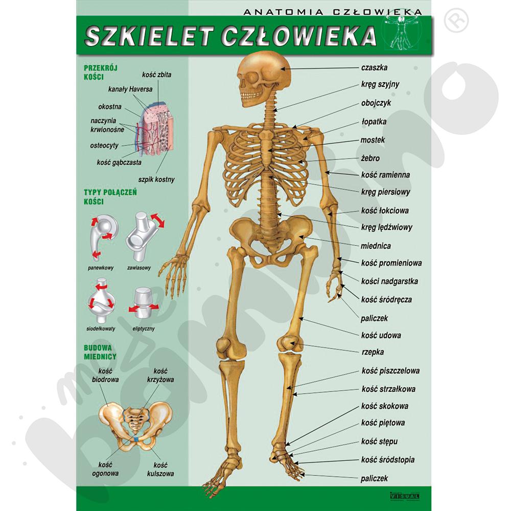 Plansza dydaktyczna - szkielet człowieka