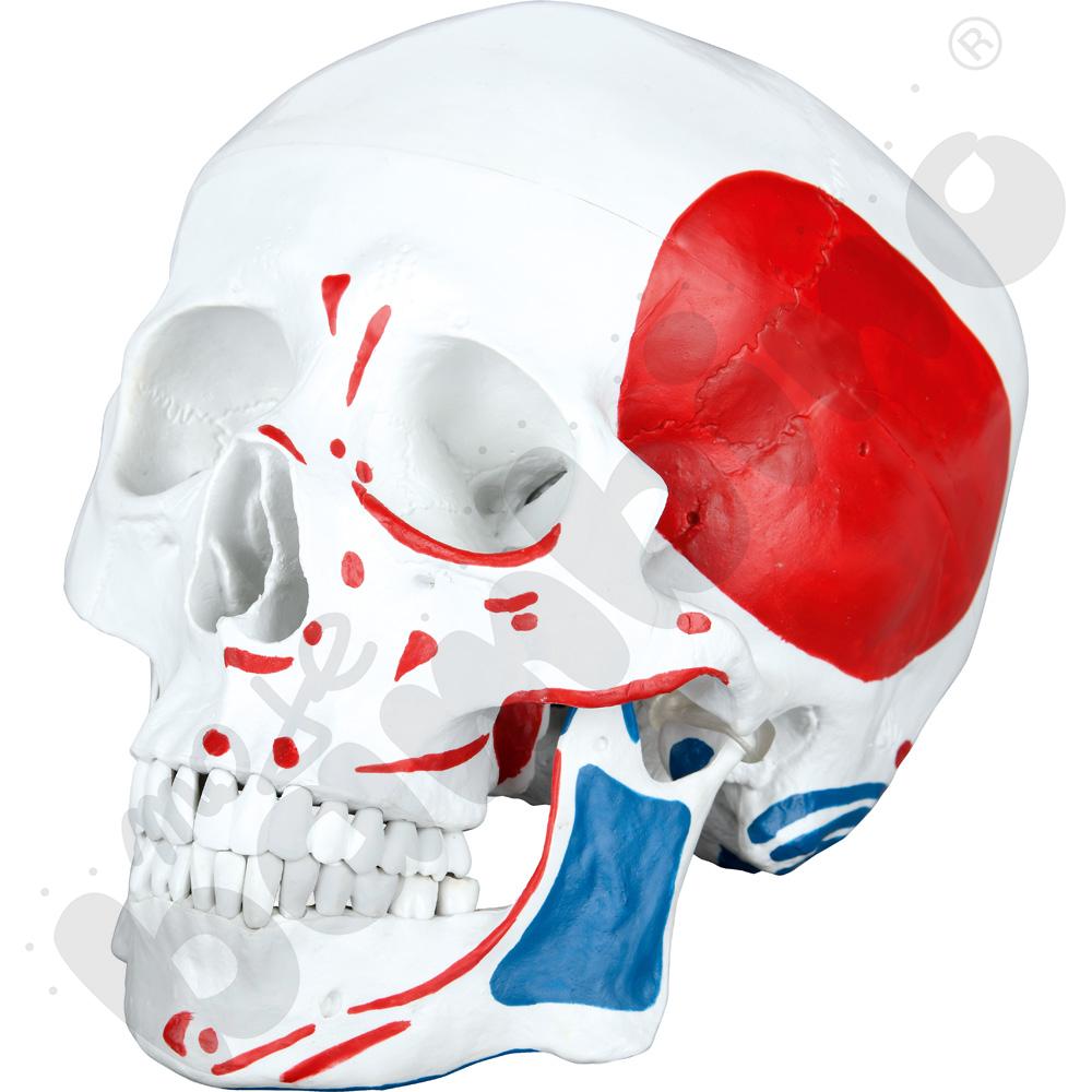 Model czaszki z mięśniami
