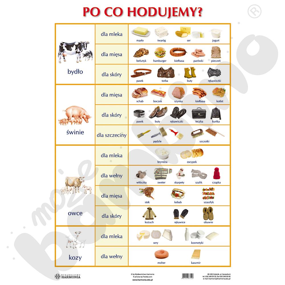 Dwustronna plansza tematyczna - Po co hodujemy