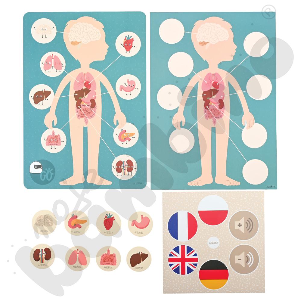 LOGI miniBot - narządy wewnętrzne człowieka