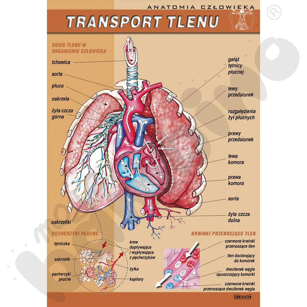Plansza dydaktyczna - transport tlenu