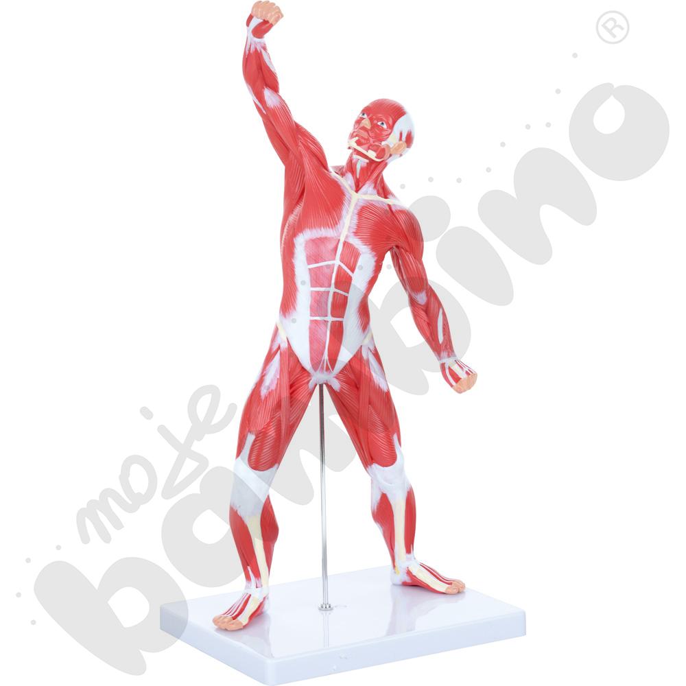 Układ mięśniowy - 50 cm - model