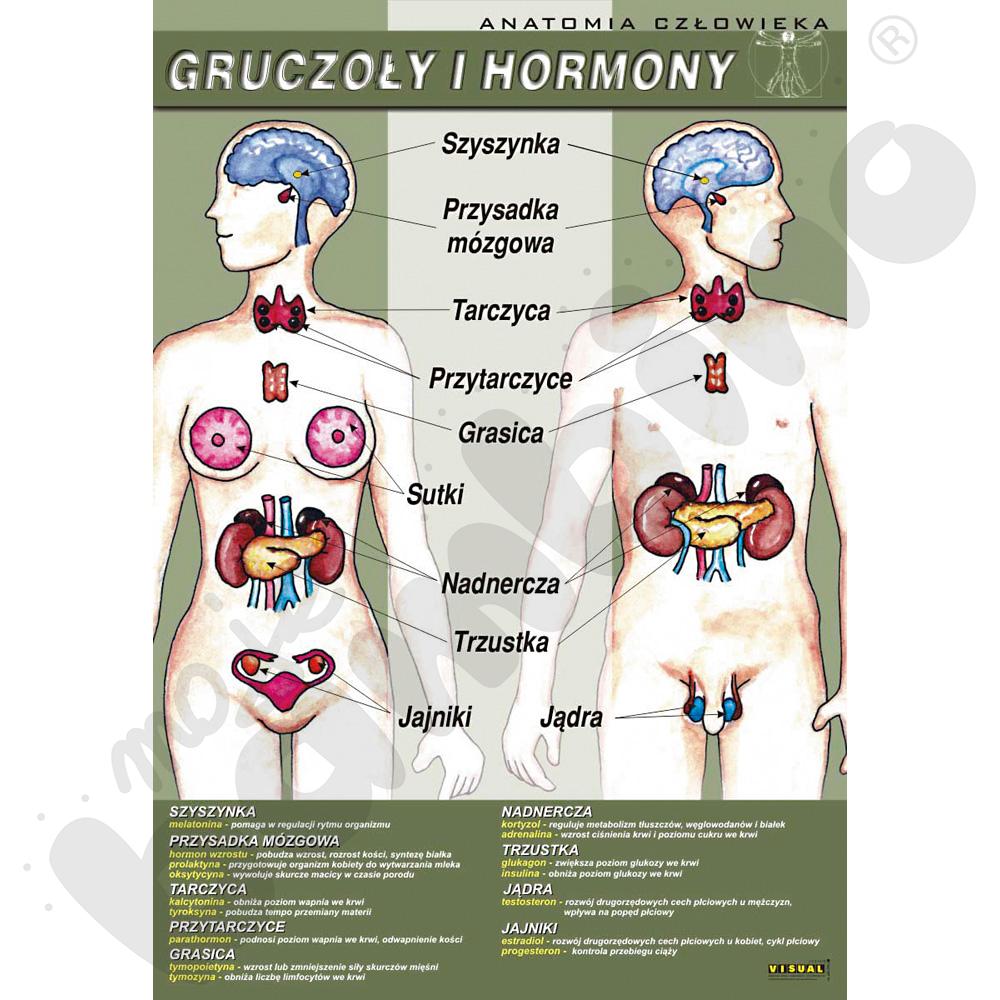 Plansza dydaktyczna - gruczoły i hormony