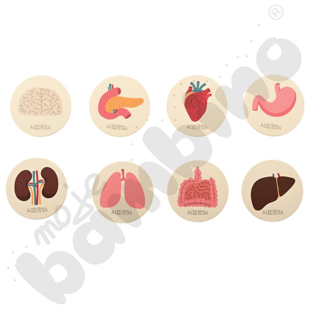 LOGI miniBot - narządy wewnętrzne człowieka