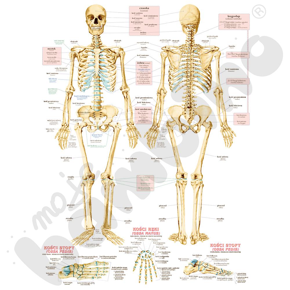 Układ szkieletowy człowieka - dwustronna plansza