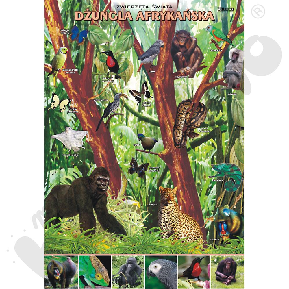 Plansza dydaktyczna - dżungla afrykańska - zwierzęta