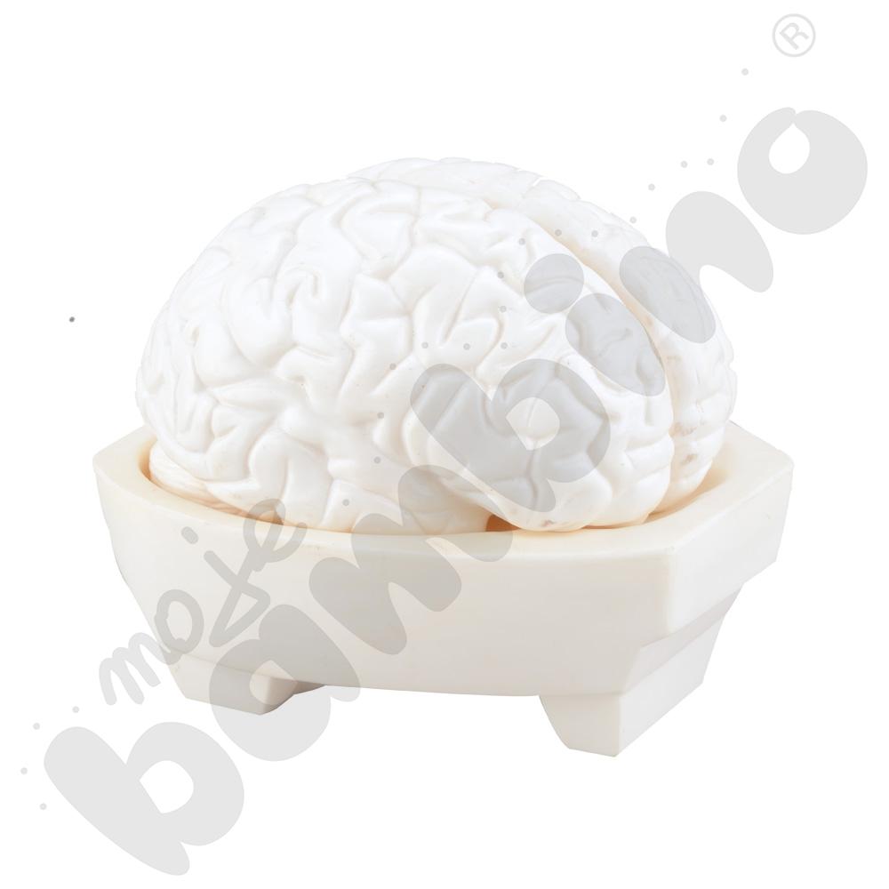 Mózg człowieka- model