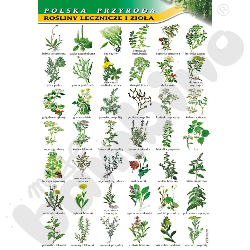 Plansza dydaktyczna - Rośliny lecznicze i zioła