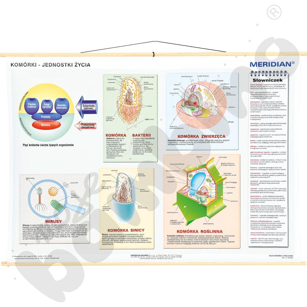 Komórki - jednostki życia - dwustronna ścienna plansza dydaktyczna 