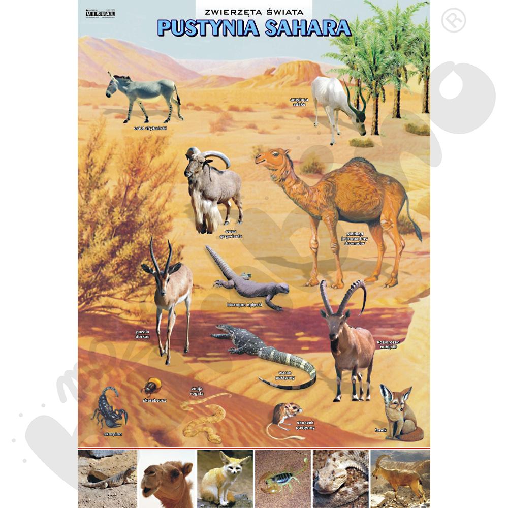 Plansza dydaktyczna - pustynia Sahara - zwierzęta