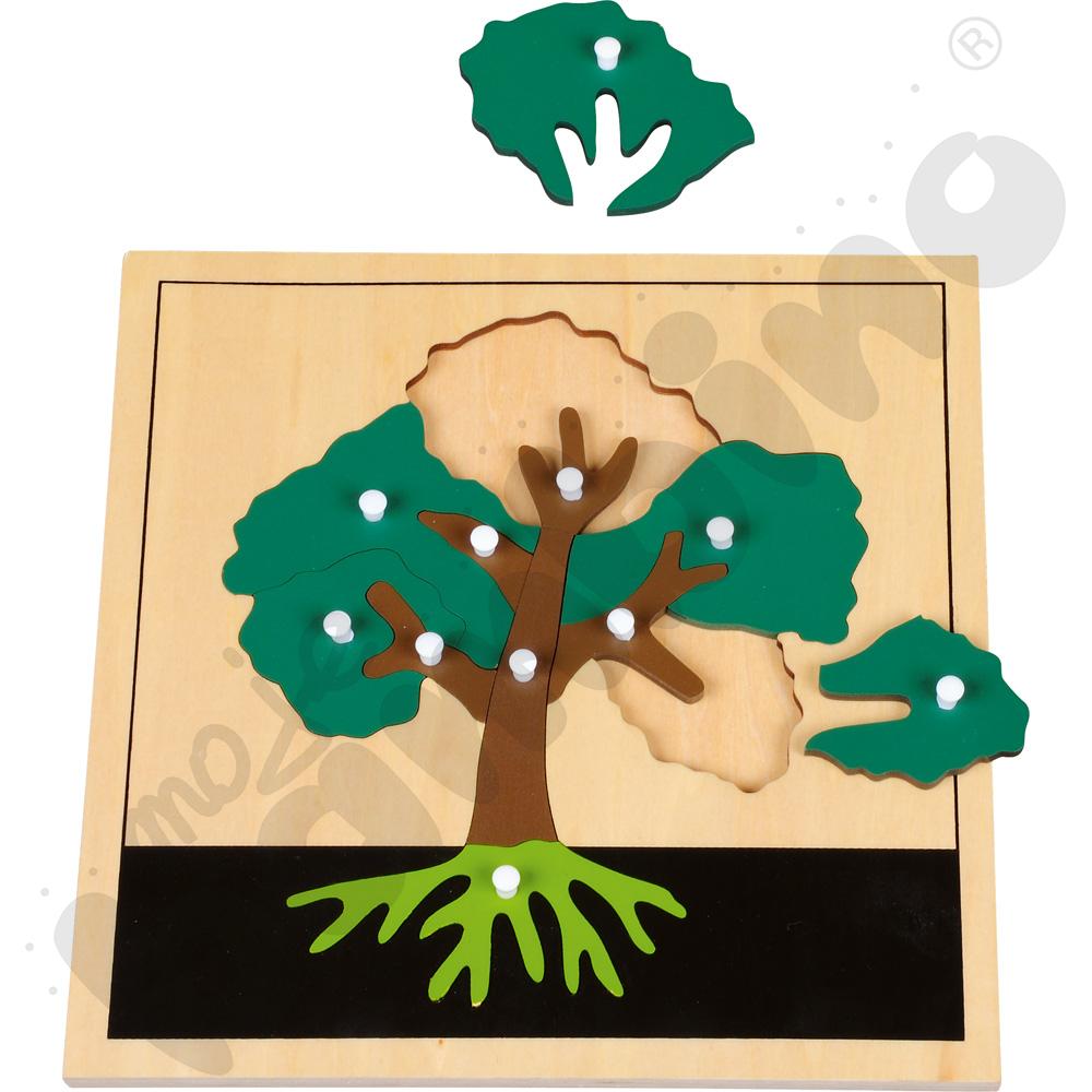 Puzzle botaniczne - budowa liścia, drzewa, kwiatu