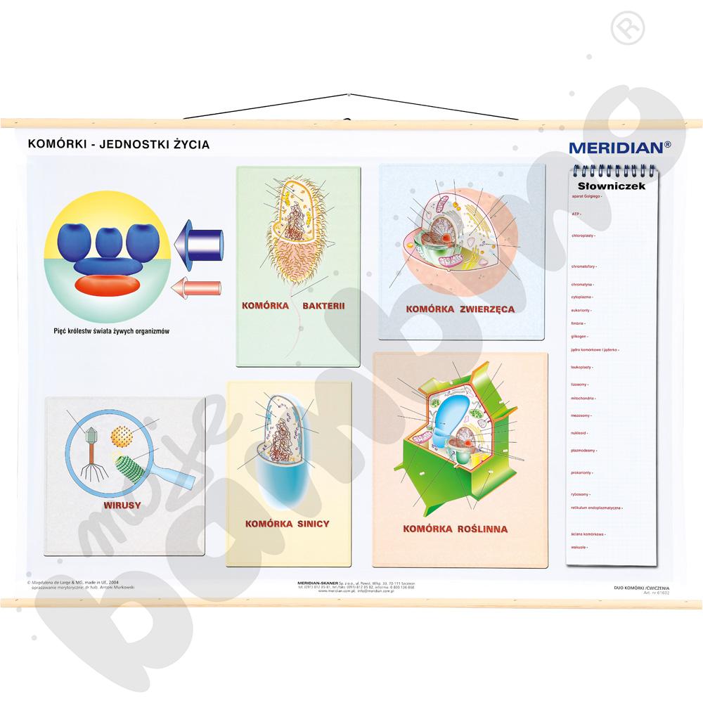 Komórki - jednostki życia - dwustronna ścienna plansza dydaktyczna 