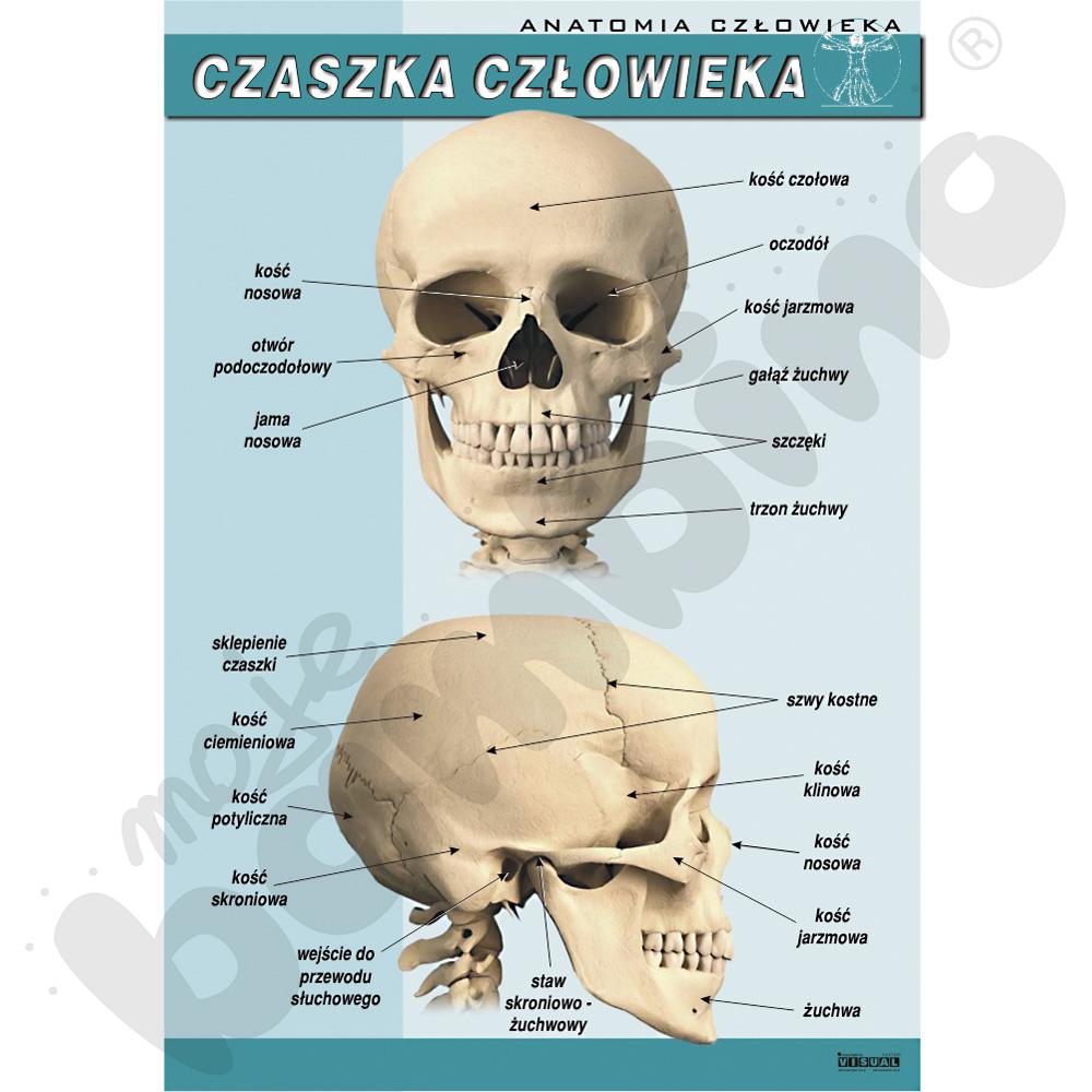 Plansza dydaktyczna - czaszka człowieka
