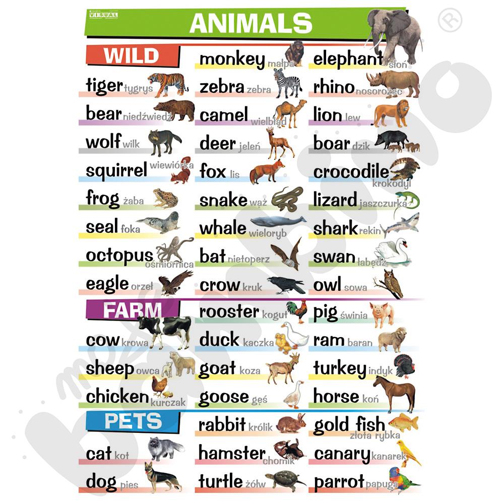 Plansza dydaktyczna - Animals: wild, farm, pets