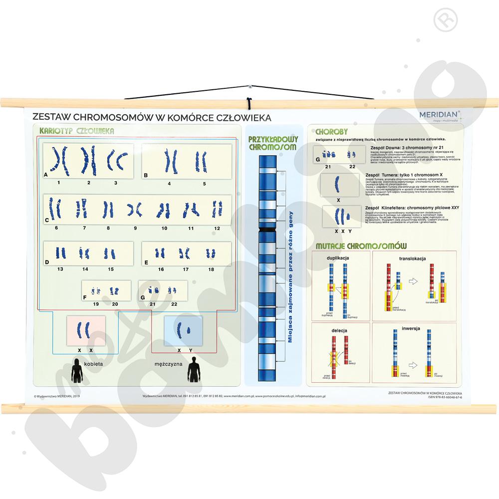 Podstawy genetyki - komplet 5 ściennych plansz dydaktycznych
