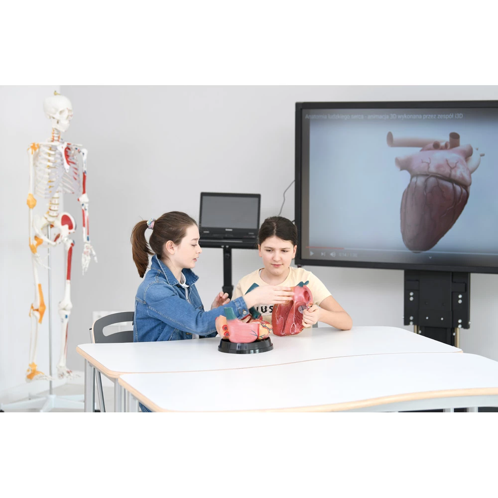 Zdjęcie szkieletu człowieka - model anatomiczny