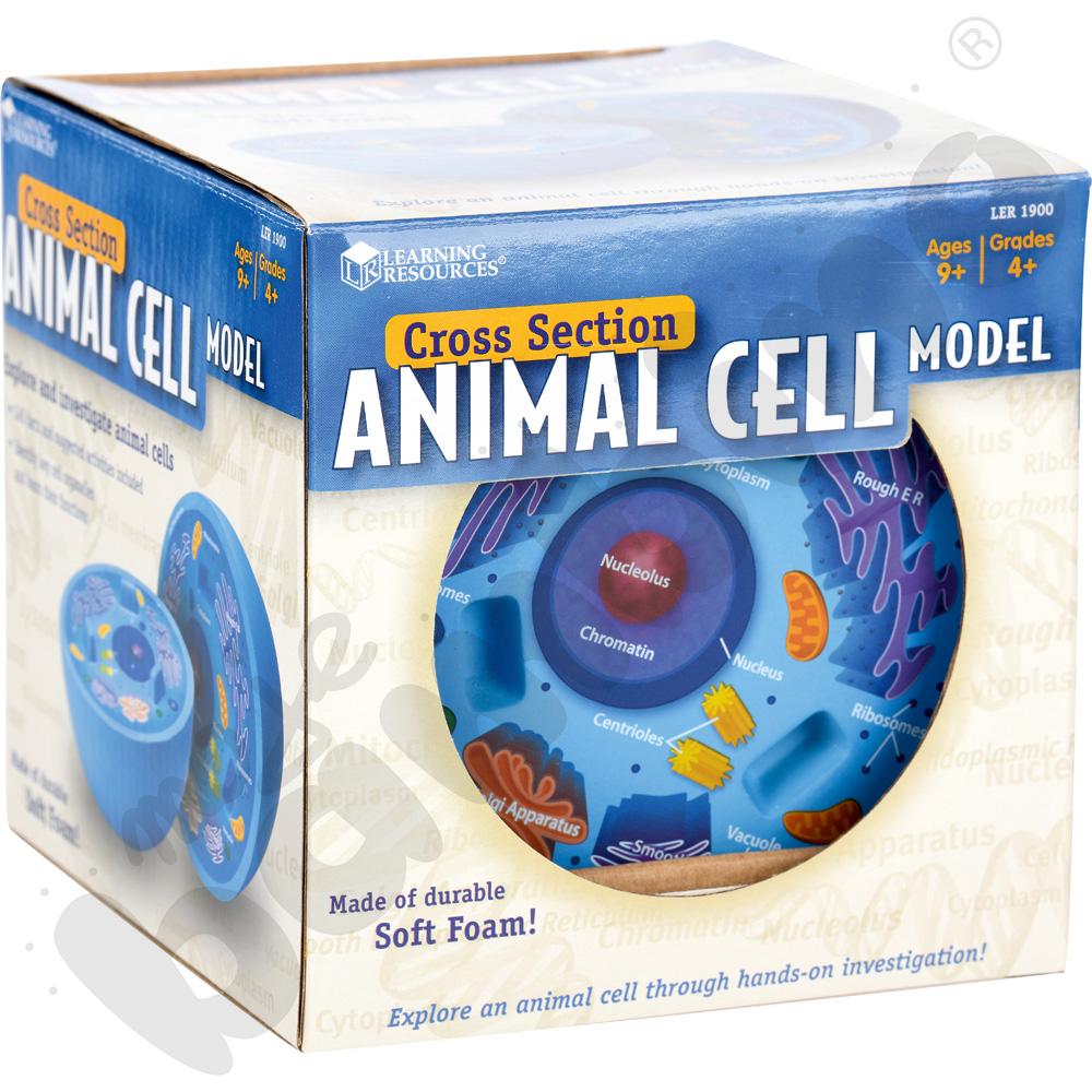 Model komórki zwierzęcej z pianki