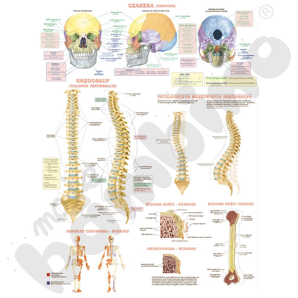 Układ szkieletowy człowieka - dwustronna plansza
