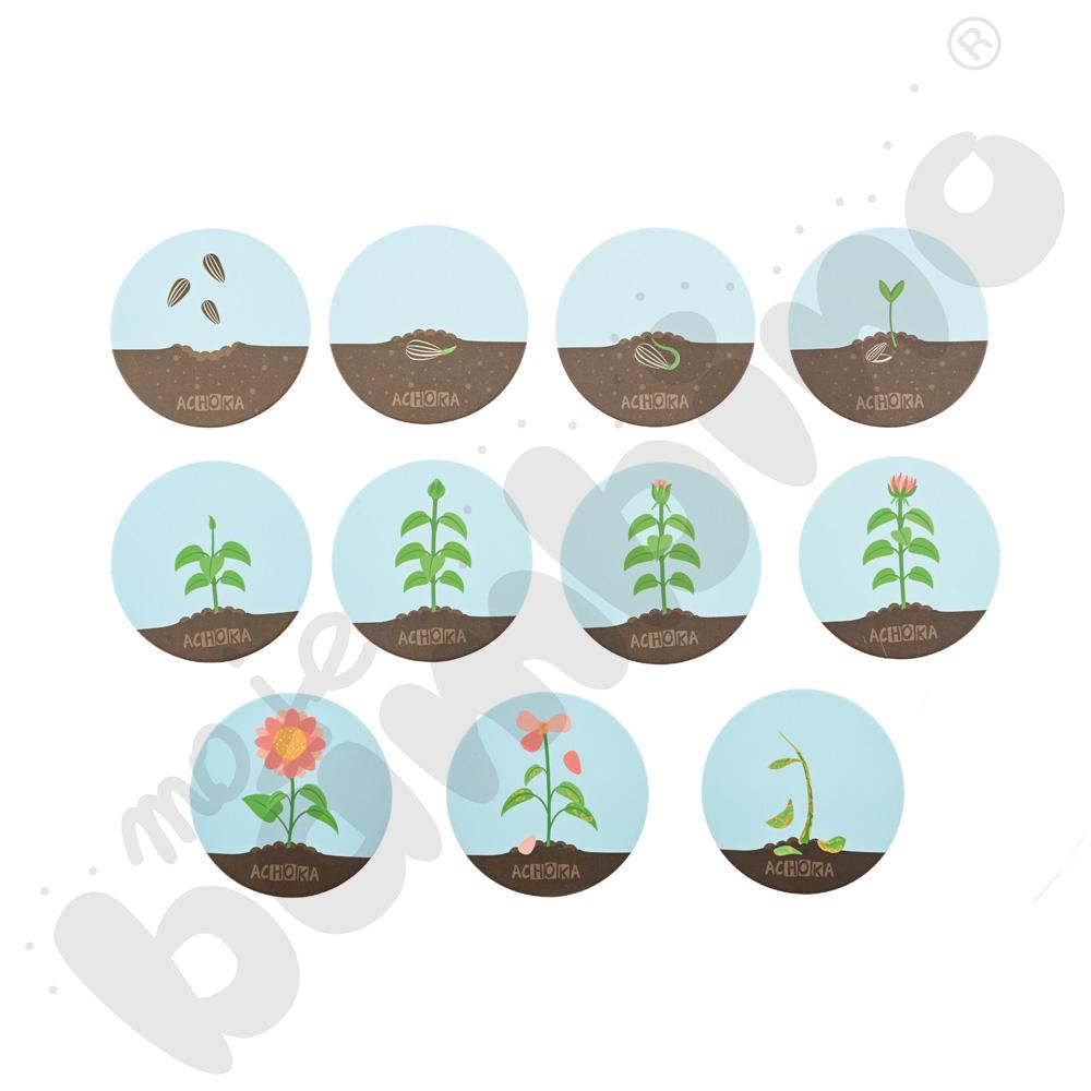 LOGI miniBot - cykl życia kwiatu