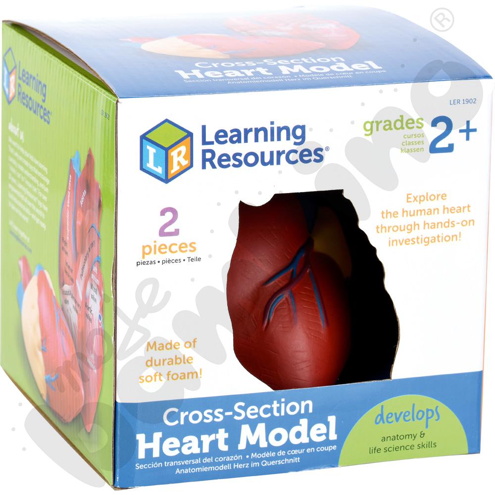 Model serca z pianki