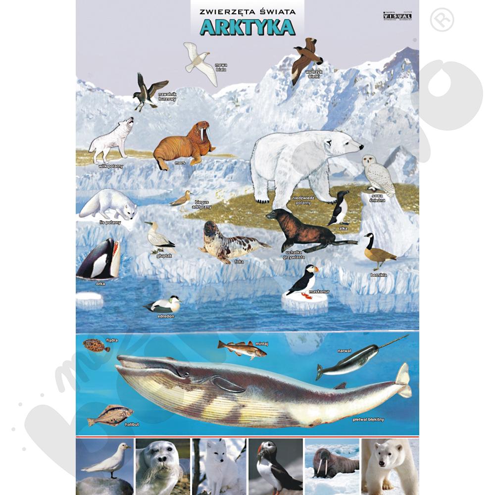 Plansza dydaktyczna - Arktyka - zwierzęta