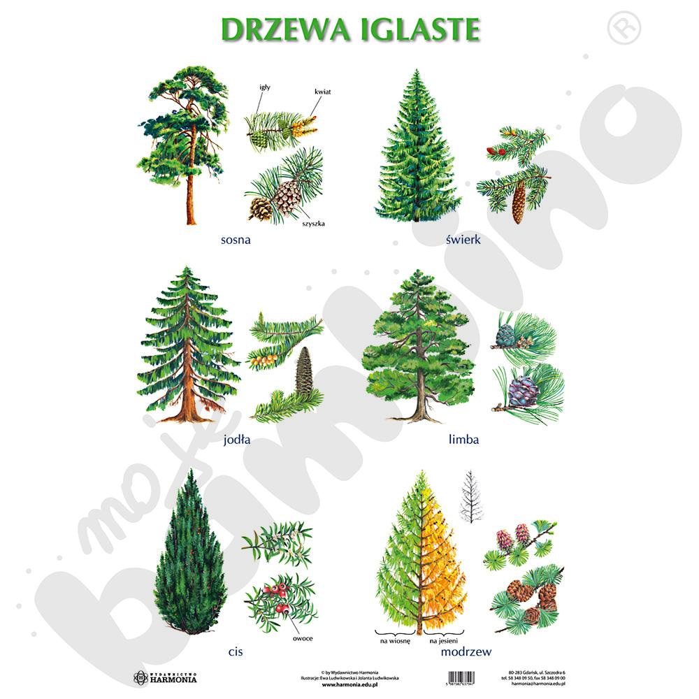 Drzewa liściaste i iglaste