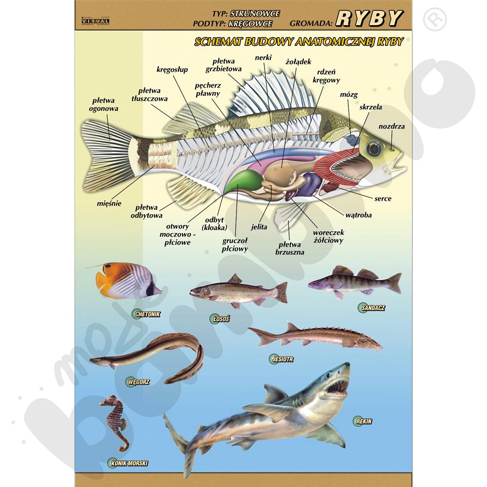 Plansza dydaktyczna - Ryby - budowa anatomiczna