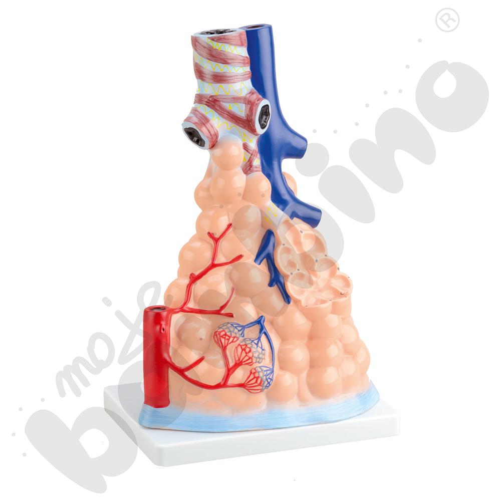 Pęcherzyki płucne- model