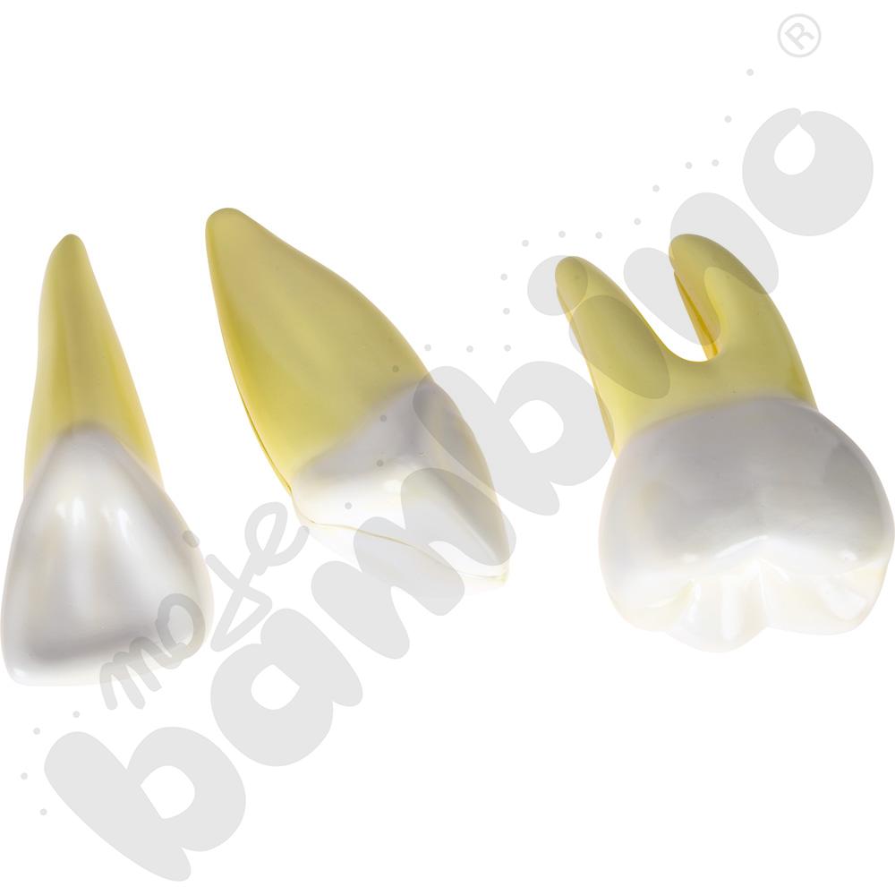 Modele zębów, 3 rodzaje