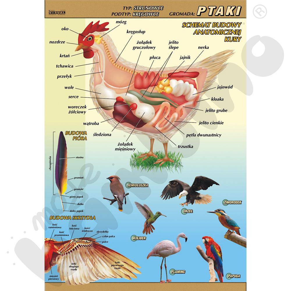 Plansza dydaktyczna - Ptaki - budowa anatomiczna