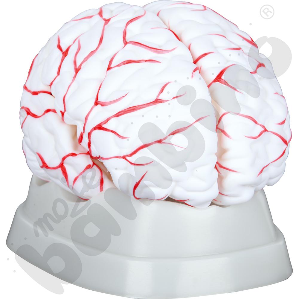 Model mózgu z naczyniami - 8-częściowy