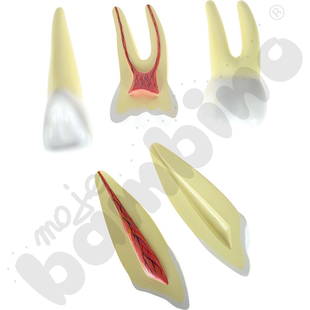 Modele zębów, 3 rodzaje