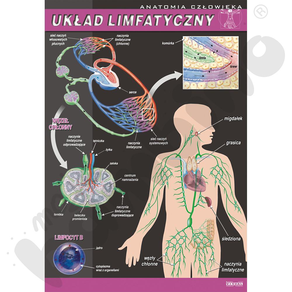 Plansza dydaktyczna - układ limfatyczny