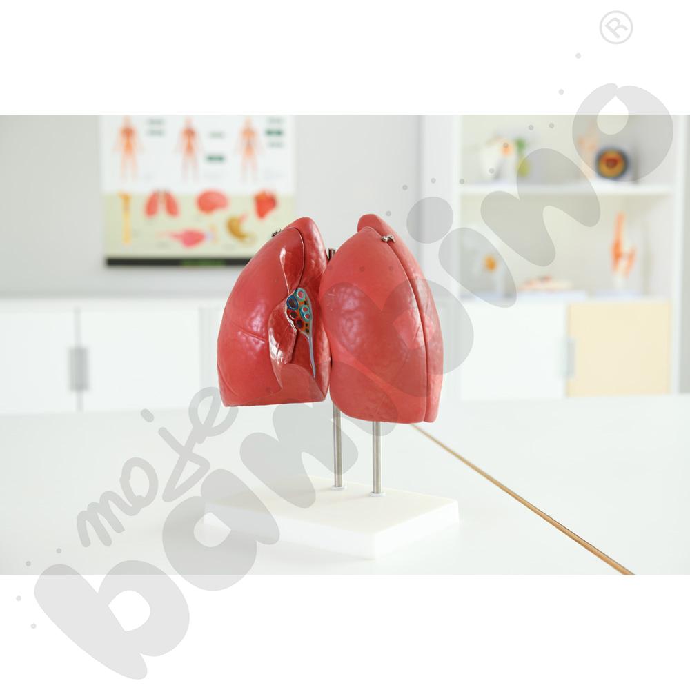 Model płuc rozkładany