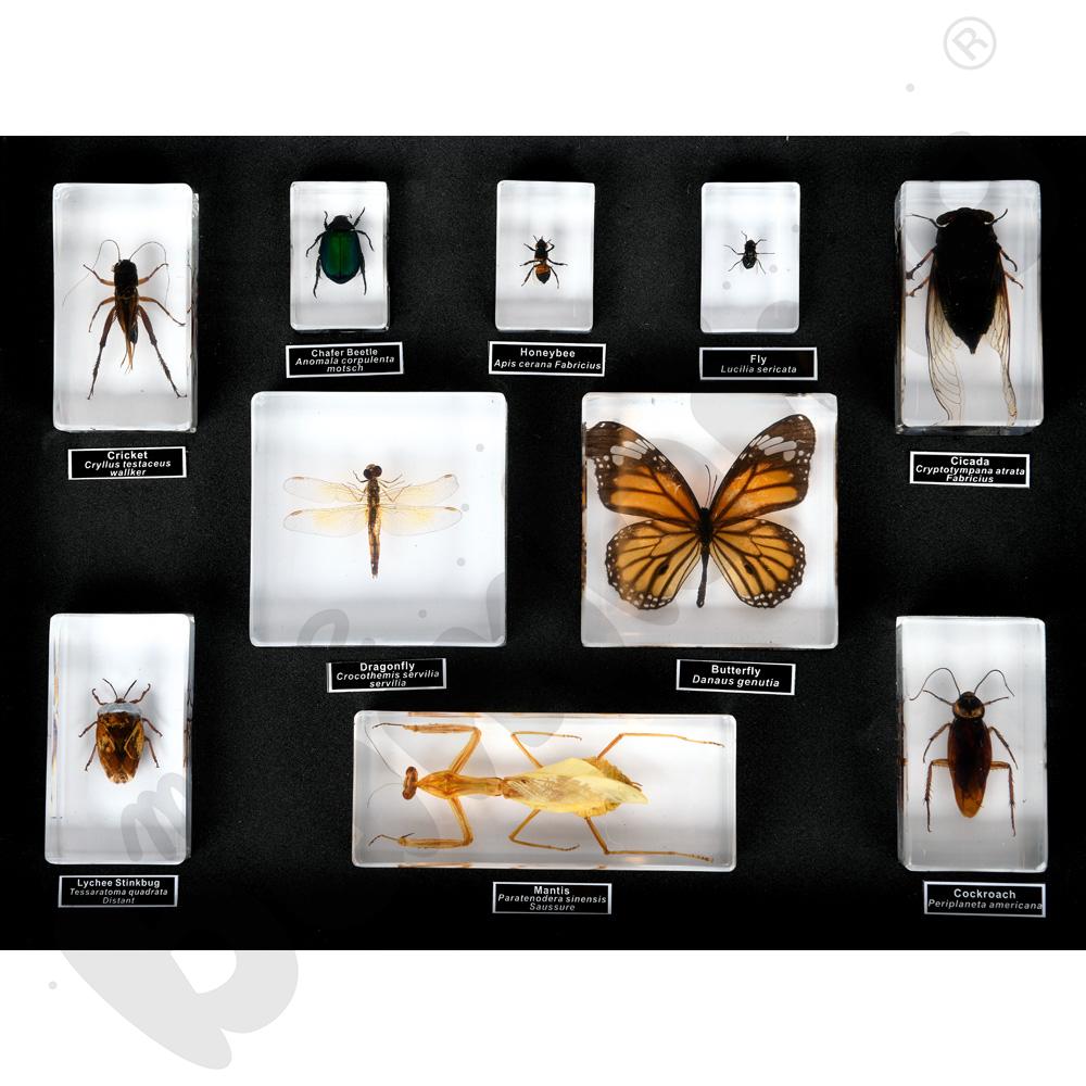 10 gatunków owadów w pleksi