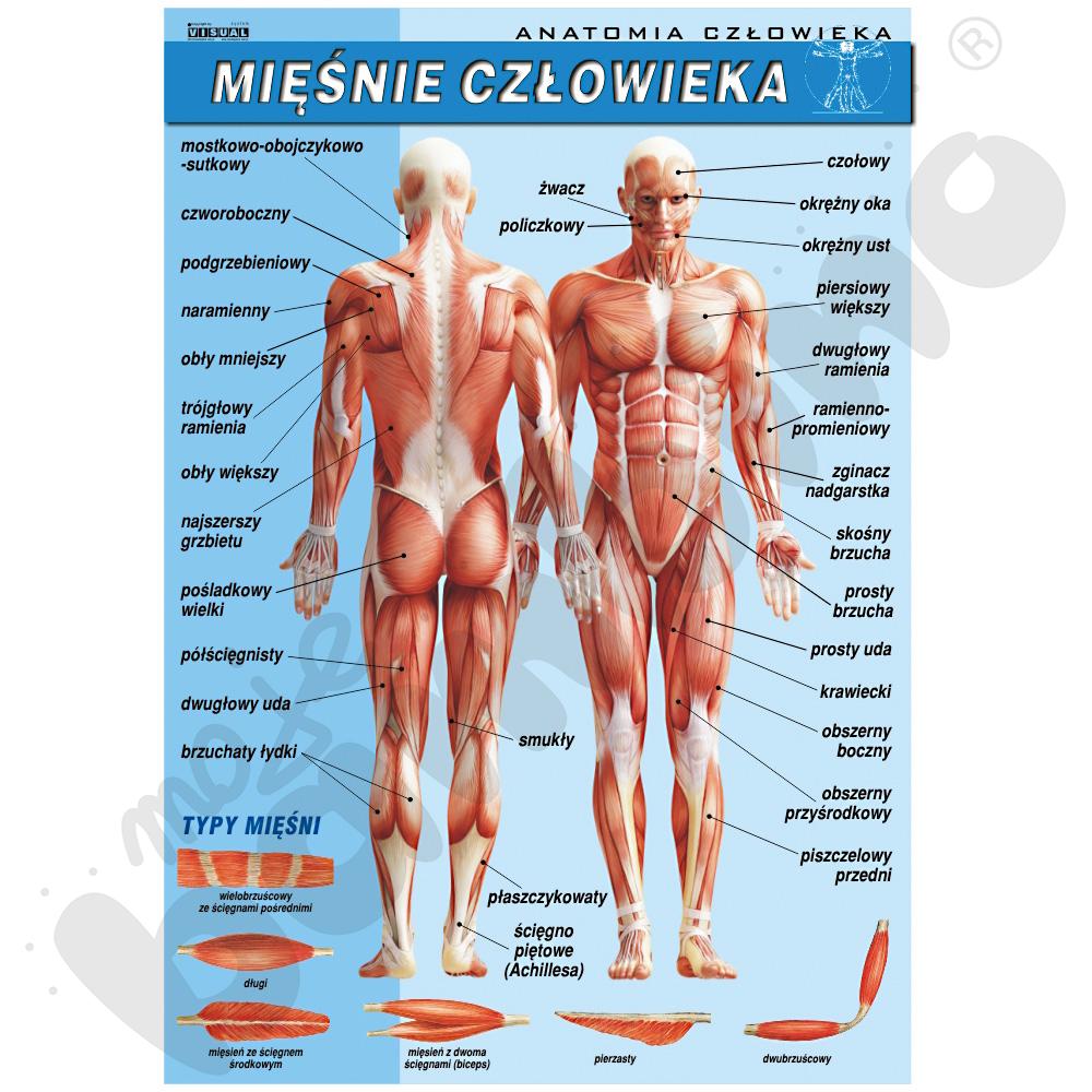 Plansza dydaktyczna - układ mięśniowy