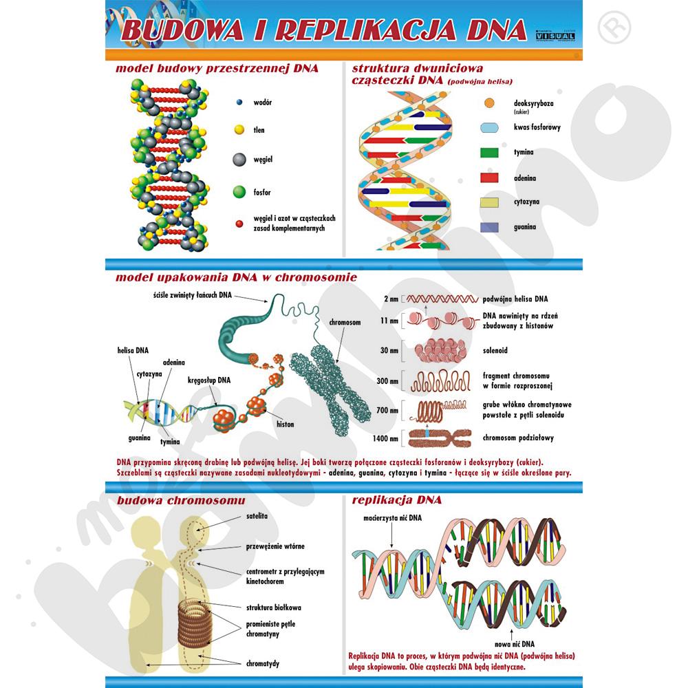 Plansza dydaktyczna - Budowa i replikacja DNA
