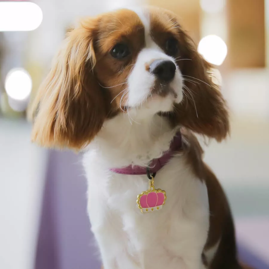 Cavalier King Charles Spaniel bär en rosa hundbricka i kronform med gulddetaljer, graverbar med hundens namn.